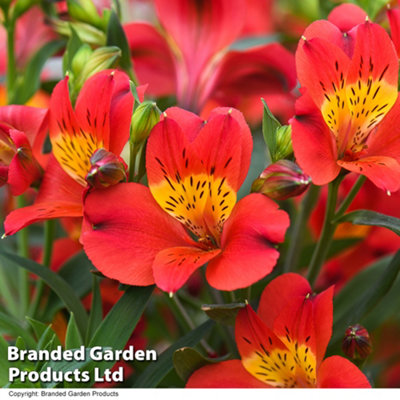 Alstroemeria Summer Heat 50mm Plug x 1 - 3