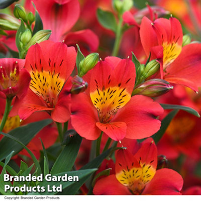 Alstroemeria Summer Heat 50mm Plug x 1 - 4