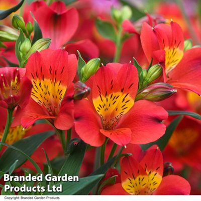 Alstroemeria Summer Heat 50mm Plug x 1 - 5