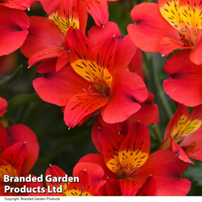 Alstroemeria Summer Heat 50mm Plug x 1 - 6