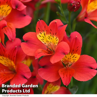 Alstroemeria Summer Heat 50mm Plug x 1 - 7