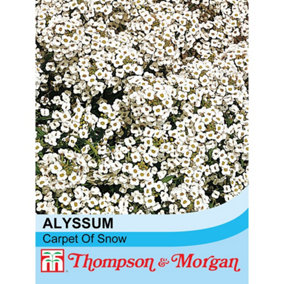 Alyssum Carpet Of Snow 1 Seed Packet (1,000 Seeds)