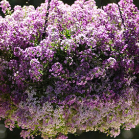 Alyssum Clear Crystal Purple Shades Garden Ready Hardy Bedding Plants 10 Pack