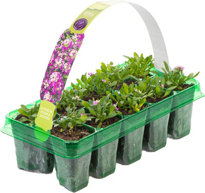 Alyssum Clear Crystal Purple Shades Garden Ready Hardy Bedding Plants 10 Pack