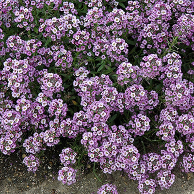 Alyssum Clear Crystal Purple Shades Garden Ready Hardy Bedding Plants 10 Pack