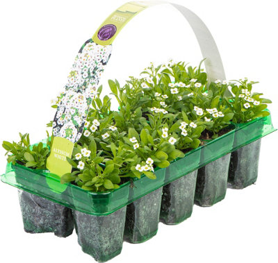 Alyssum Clear Crystal White Garden Ready Hardy Annual Bedding Plants 10 Pack