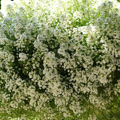 Alyssum Clear Crystal White Garden Ready Hardy Annual Bedding Plants 10 Pack