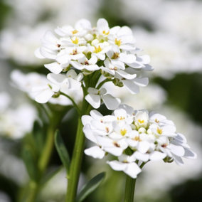 Alyssum Snow Crystals - 20 Pack - 2 Trays of 10 - Pretty White Flowers - Perfect for Hanging Baskets or Planters