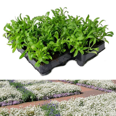 Alyssum Snow Crystals - 20 Pack - 2 Trays of 10 - Pretty White Flowers - Perfect for Hanging Baskets or Planters