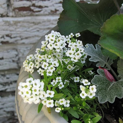 Alyssum Snow Crystals - 20 Pack - 2 Trays of 10 - Pretty White Flowers - Perfect for Hanging Baskets or Planters - 3