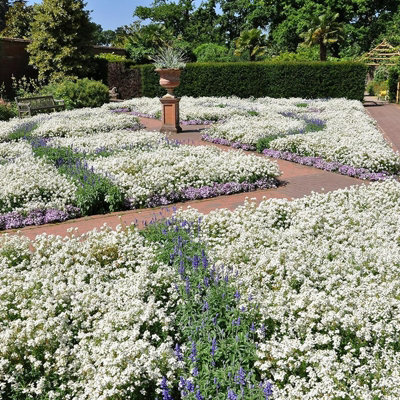 Alyssum Snow Crystals - 20 Pack - 2 Trays of 10 - Pretty White Flowers - Perfect for Hanging Baskets or Planters - 4