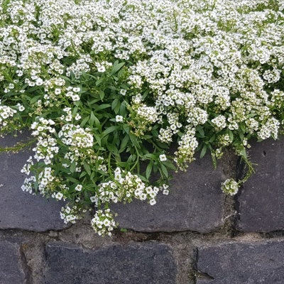 Alyssum Snow Crystals - 20 Pack - 2 Trays of 10 - Pretty White Flowers - Perfect for Hanging Baskets or Planters - 5