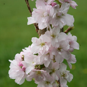 Amanogawa Flowering Cherry Blossom Tree Outdoor Prunus 12L Pot 1.2m - 1.5m