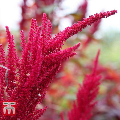 Amaranth Red Garnet 1 Seed Packet