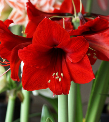 Amaryllis Bulb 'Royal Red' - Hippeastrum Plant