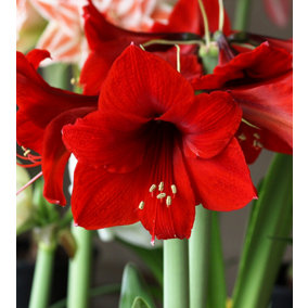 Amaryllis Bulb 'Royal Red' - Hippeastrum Plant