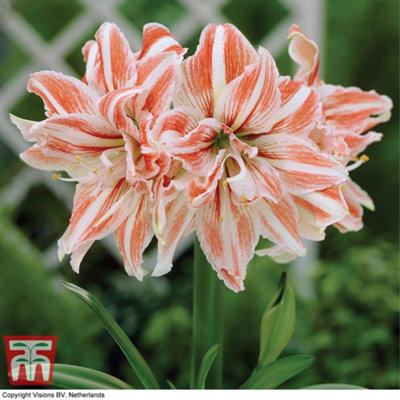 Amaryllis Dancing Queen 1 Bulb (Size 22/24)
