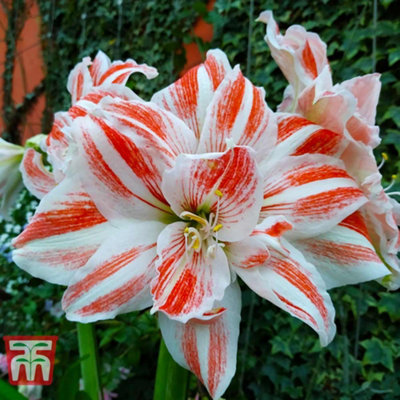Amaryllis Dancing Queen 1 Bulb (Size 22/24)