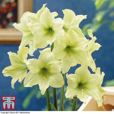 Amaryllis Lemon Star 1 Bulb (Size 22/24)