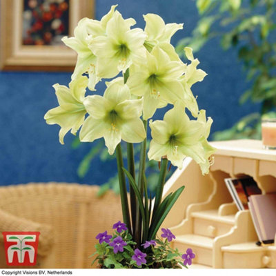 Amaryllis Lemon Star 1 Bulb (Size 22/24)