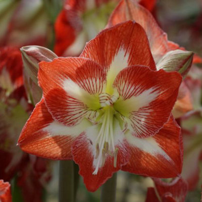 Single flowered amaryllis [Q-Z]