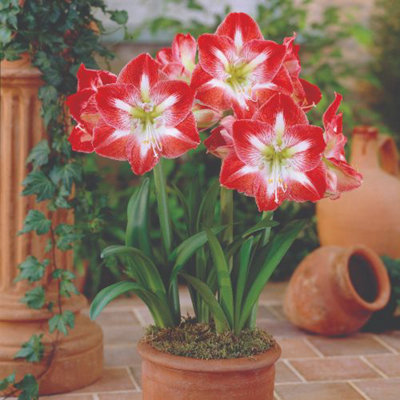 Single flowered amaryllis [Q-Z]