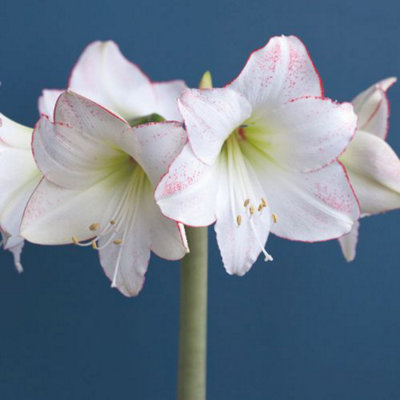 Amaryllis Picotee (Hippeastrum) 1 Bulb (Size 22/24)