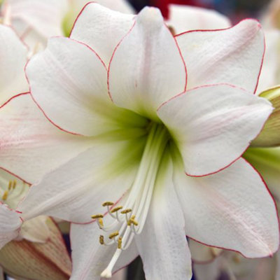 Amaryllis Picotee (Hippeastrum) 1 Bulb (Size 22/24)