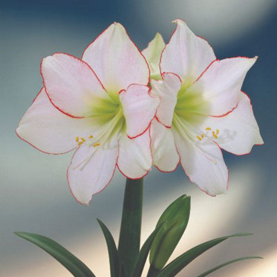 Amaryllis Picotee (Hippeastrum) 1 Bulb (Size 22/24) - 3
