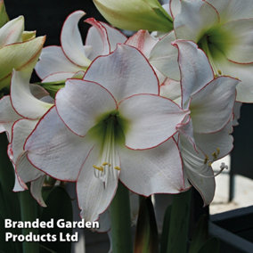 Amaryllis Picotee (Hippeastrum) 4 Bulbs