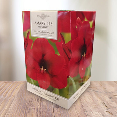 Amaryllis 'Red Velvet' Indoor Growing Kit - Perfect Christmas Gifts for Gardeners