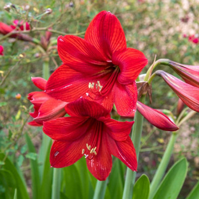 Amaryllis 'Red Velvet' Indoor Growing Kit - Perfect Christmas Gifts for Gardeners