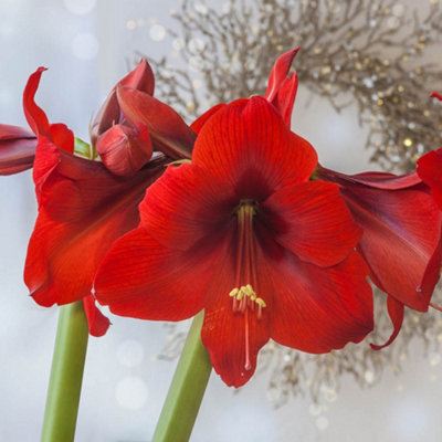 Amaryllis 'Red Velvet' Indoor Growing Kit - Perfect Christmas Gifts for Gardeners - 3