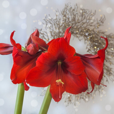 Amaryllis 'Red Velvet' Indoor Growing Kit - Perfect Christmas Gifts for Gardeners - 4