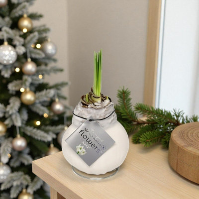 Amaryllis White Waxed Bulb Live Houseplant - Indoor Hippeastrum Growing Bulb  - Christmas Gift Idea for Plant Lovers
