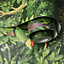 Amazonia Botanist Green Wallpaper Holden 91250