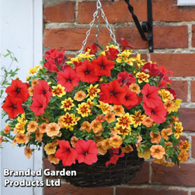 Amber Shades Preplanted Hanging Basket 14in (35cm) x 1