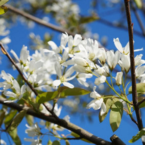 Amelanchier Ballerina Tree - Graceful White Flowers, Compact Size, Hardy (5-6ft)