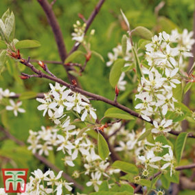 Amelanchier (Juneberry) Canadensis 3 Litre Potted Plant x 1