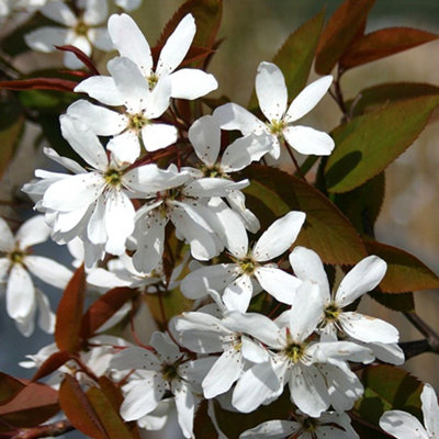 Amelanchier Snowflakes Tree - Abundant Spring Blooms, Compact Size ...