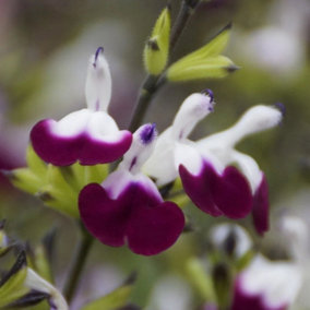 Amethyst Lips Salvia Sage Perennials Flowering Plants Salvia 2L Pot
