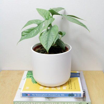 curry leaves plant Healthy Curry Leaf Plant 6 Inches
