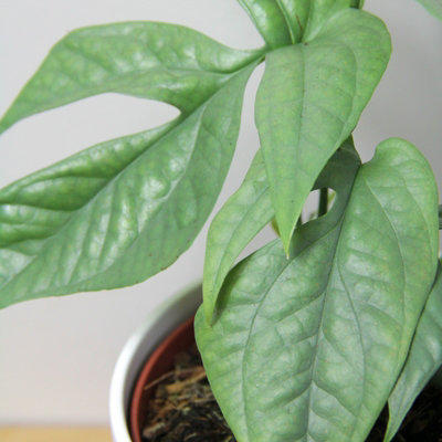 Amydrium Medium Silver in 12cm Pot - Rare Spiderman Monstera Eye Catching  Exotic Houseplant - Easy Care Ideal