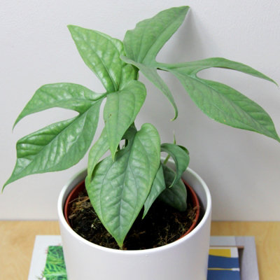 Amydrium Medium Silver in 12cm Pot - Rare Spiderman Monstera Eye Catching  Exotic Houseplant - Easy Care Ideal