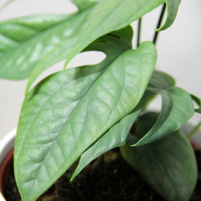 Amydrium Medium Silver in 12cm Pot - Rare Spiderman Monstera Eye Catching  Exotic Houseplant - Easy Care Ideal
