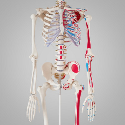 Anatomic Skeleton in Life Size with Mobile Joints, Wheeled Stand and 2 ...