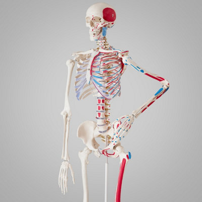Anatomic Skeleton in Life Size with Mobile Joints, Wheeled Stand and 2 ...
