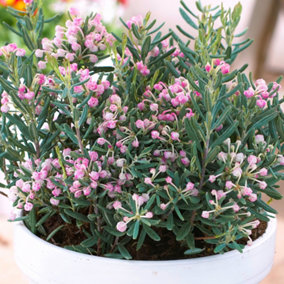 Andromeda Blue Ice - Vibrant Pink and White Blooms, Compact Size (15-30cm Height Including Pot)