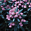 Andromeda Blue Ice - Vibrant Pink and White Blooms, Compact Size (15-30cm Height Including Pot)