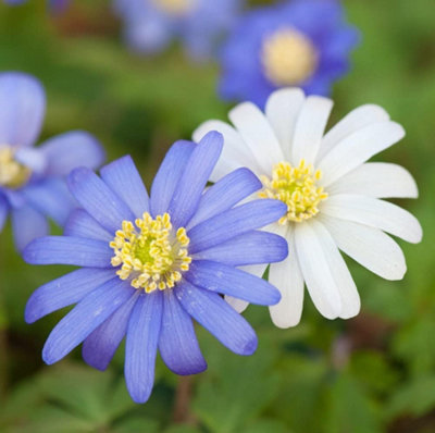 Anemone Blanda Mixed 50 Spring Flowering Bulbs